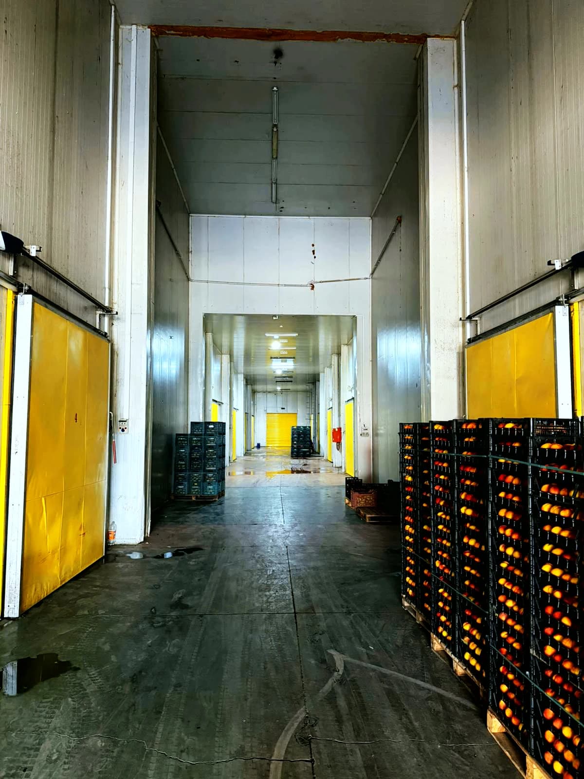 Nektarin dolu kasa istifleri, sarı kapı ve sundurma önünde